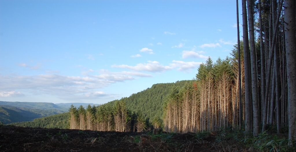 三井物産と北海道電力が下川町で木質バイオマス発電事業　当初計画を見直して2019年稼働へ