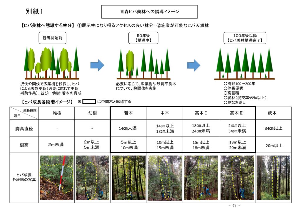 東北森林管理局が青森ヒバと秋田スギの美林誘導プロジェクト　長期スパンで明治後期の姿の再現目指す