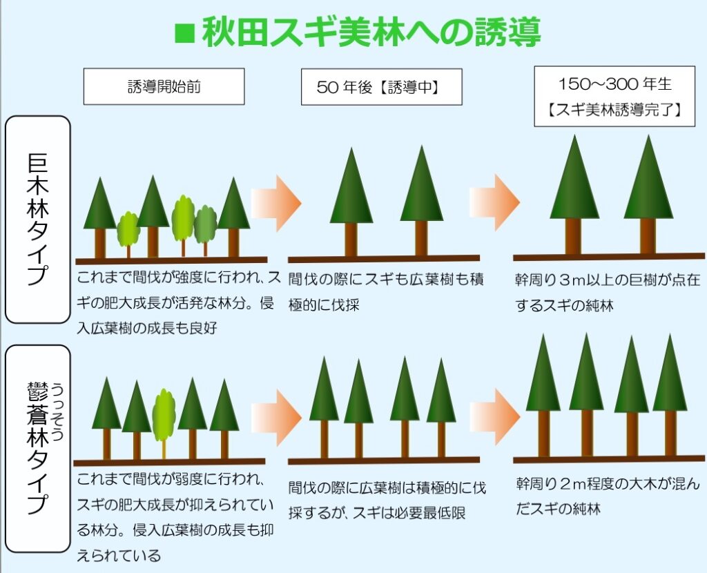 東北局が８か所の「美林誘導林分」初選定　「美林特級」目指すプロジェクトが本格始動