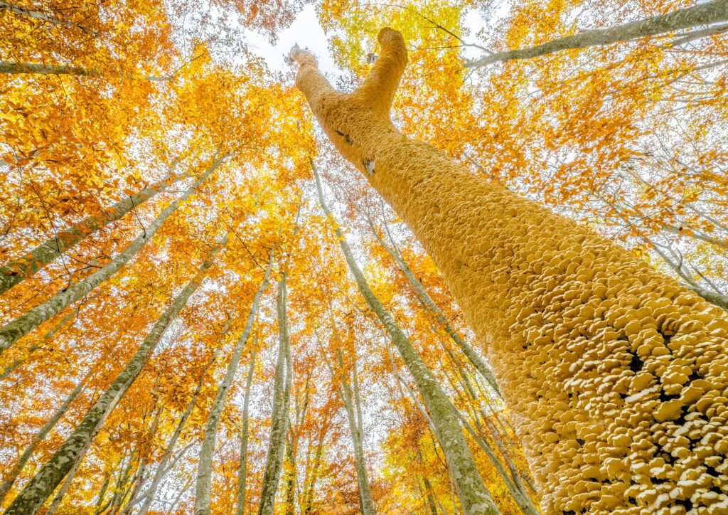 世界遺産フォト最優秀賞に「紅葉の橅林・朽ちるブナの木」