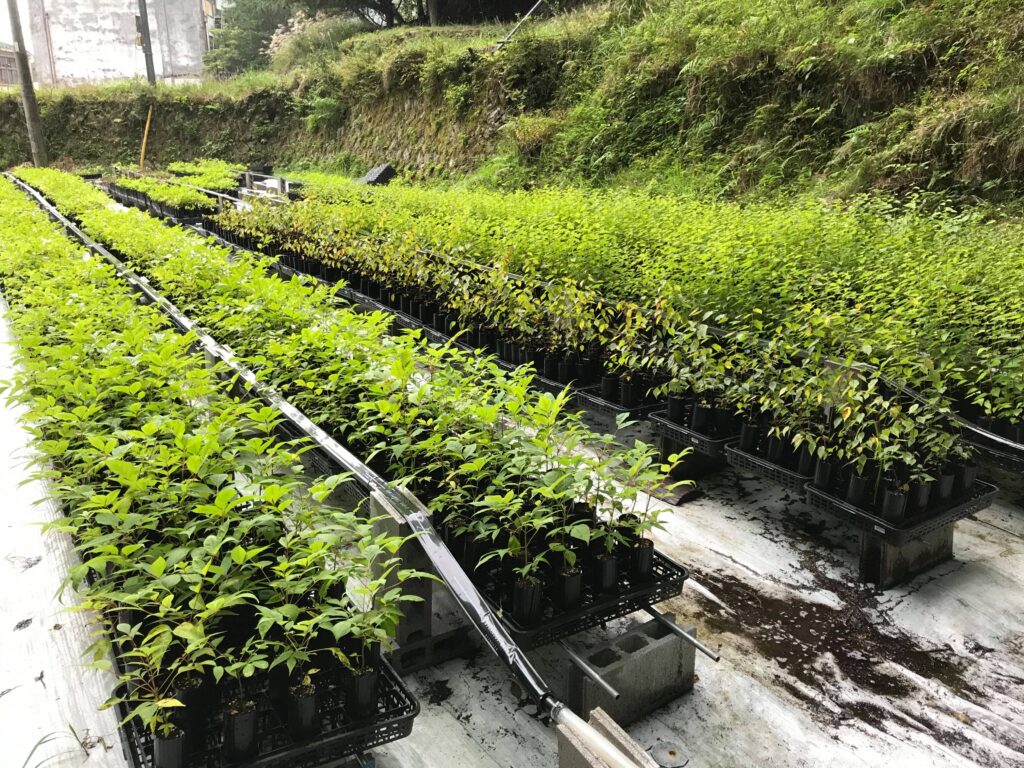 天川村と洞川財産区、モア・トゥリーズがキハダ植栽推進