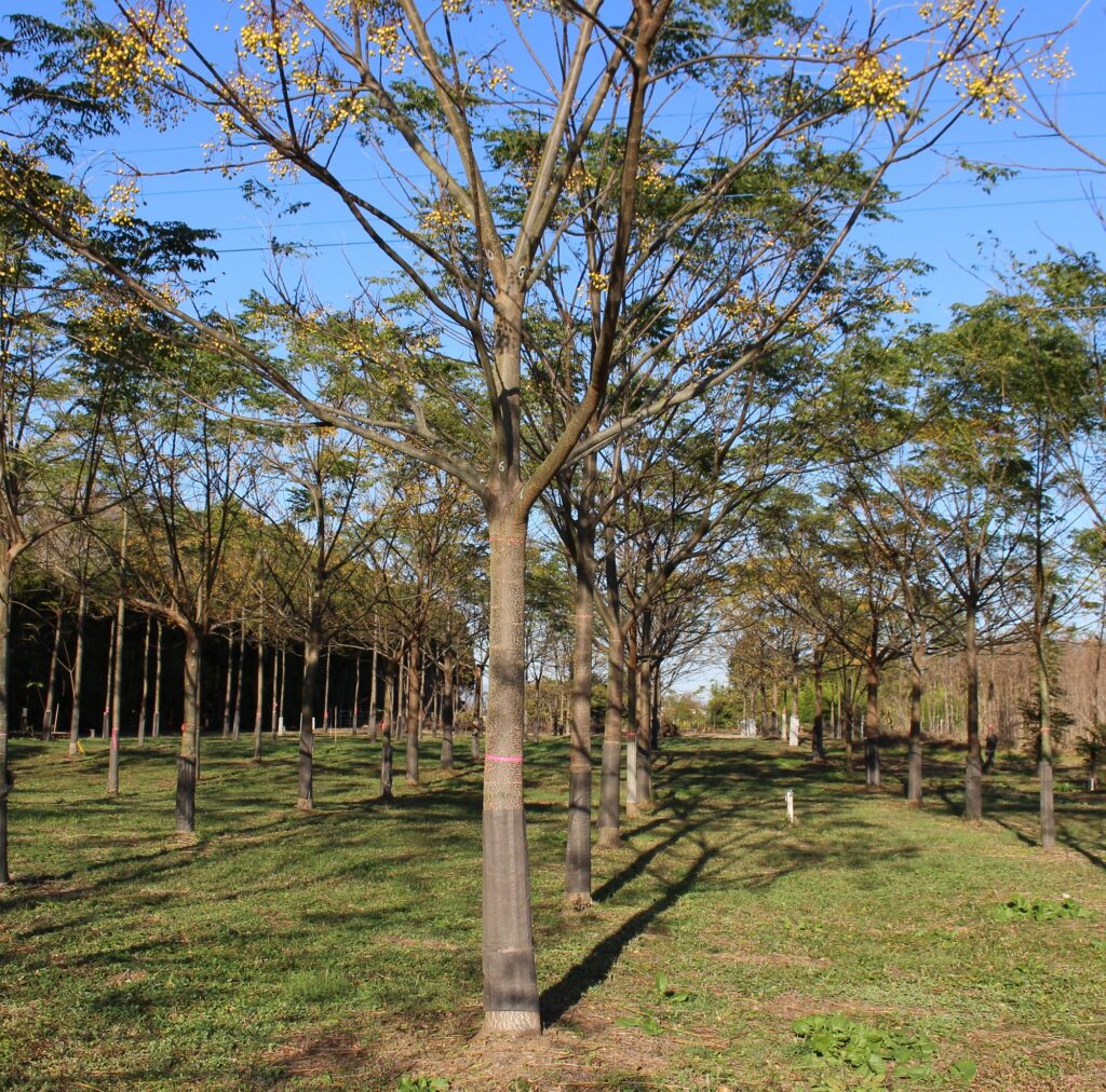 【特集】伸びる！センダン―早生広葉樹の可能性を公開しました。